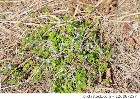 Wildflowers: Veronica persica Wildflowers: Veronica persica 126867257