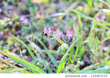 Cute Lamium amplexicaule flower Cute Lamium amplexicaule flower 126867258