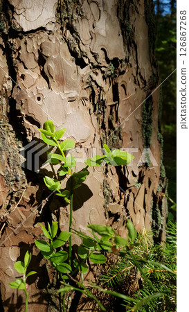 Close-up new sprout of Common bilberry or Blueberry with fresh green leaves against old pine tree trunk growth in spring forest at sunny day. Springtime nature, shallow focus, vertical shot. 126867268