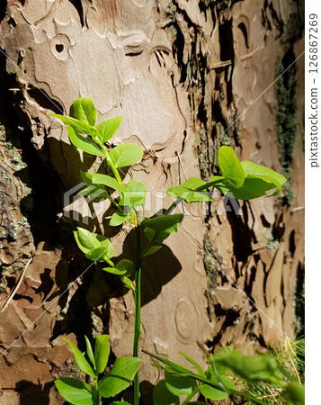 Closeup young sprout of Common bilberry or Blueberry with fresh green leaves against old pine tree trunk growth in spring forest at sunny day. Springtime awaking nature, vertical shot. 126867269