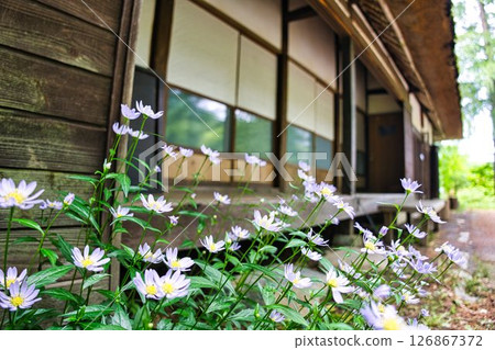 老房子的陽台和鮮花 126867372