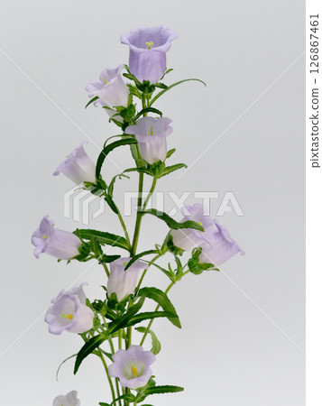 Purple campanula flower 126867461