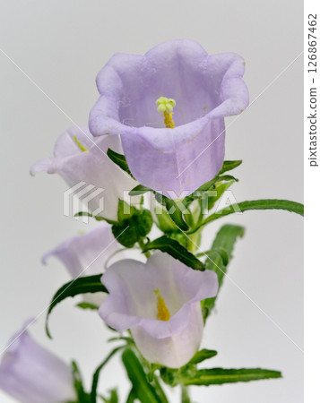 紫色風鈴花 126867462