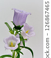 Purple campanula flower 126867465