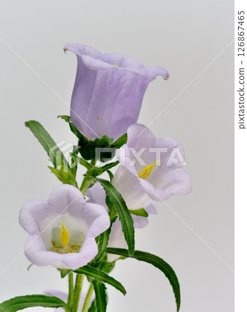 Purple campanula flower 126867465