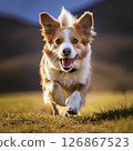 A cute small furry dog running towards you 126867523