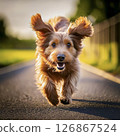 A cute small furry dog running towards you 126867524