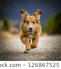 A cute small furry dog running towards you 126867525