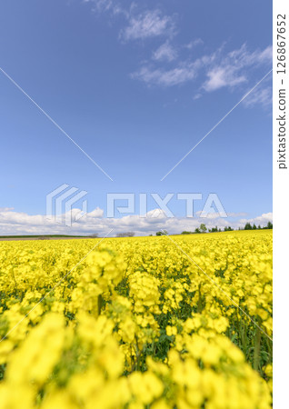Rape field in full bloom and blue sky Rape field in full bloom and blue sky 126867652