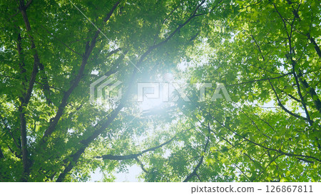 Sunlight filtering through fresh green trees 126867811