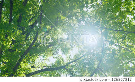 Sunlight filtering through fresh green trees Sunlight filtering through fresh green trees 126867812