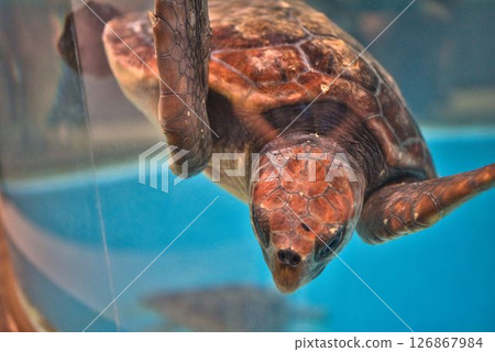 室戶廢棄水族館的海龜 126867984