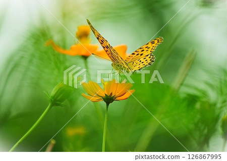 A swallowtail butterfly sucking nectar from a yellow flower 126867995