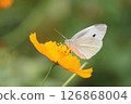Cabbage white butterfly resting on a yellow cosmos 126868004