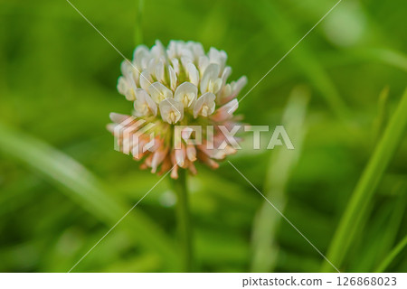 Clover macro photo. White clover flower on a blurred green background. 126868023