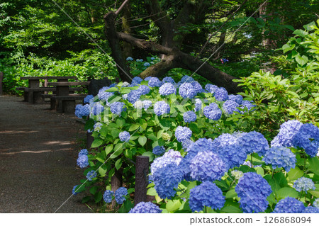 Hydrangea Walk (Tsurumai Park, Nagoya City, Aichi Prefecture) Hydrangea Walk (Tsurumai Park, Nagoya City, Aichi Prefecture) 126868094