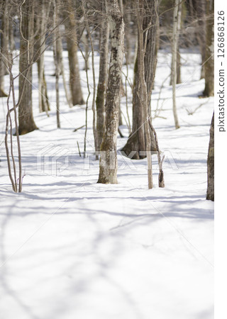 Snow covered forest 126868126