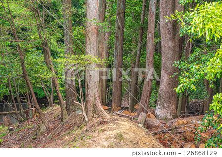 Coniferous forest along the Lake Biwa Canal, Kyoto City 126868129