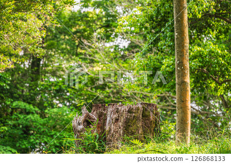 京都市琵琶湖運河沿岸的山林風景 126868133