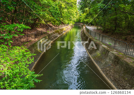 京都市東山自然綠地琵琶湖疏水 126868134