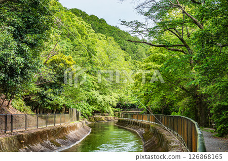 京都市東山自然綠地琵琶湖疏水 126868165