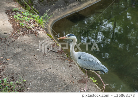 一隻蒼鷺站在京都市琵琶湖運河諸葉隧道出口附近 一隻蒼鷺站在京都市琵琶湖運河諸葉隧道出口附近 126868178