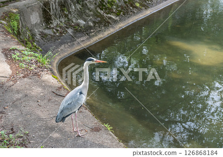 A heron stands near the exit of the Moroha Tunnel on the Lake Biwa Canal in Kyoto City 126868184