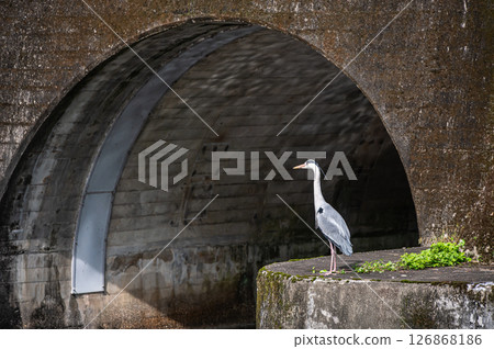 琵琶湖疏水、諸葉隧道出口、蒼鷺、京都市 126868186