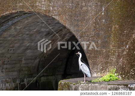 琵琶湖疏水、諸葉隧道出口、蒼鷺、京都市 琵琶湖疏水、諸葉隧道出口、蒼鷺、京都市 126868187