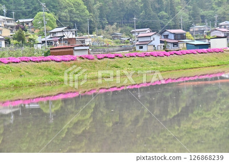 一片片石竹花映照在稻田裡 一片片石竹花映照在稻田裡 126868239