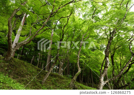 Fresh greenery in Korankei 126868275