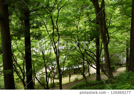 Fresh greenery in Korankei 126868277