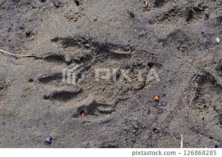 泥濘河岸上的浣熊爪印看起來就像人類的手印 泥濘河岸上的浣熊爪印看起來就像人類的手印 126868285