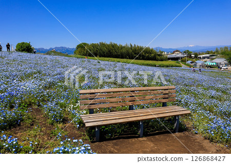 長凳和花田 126868427