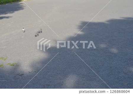 pigeon pigeon 126868604