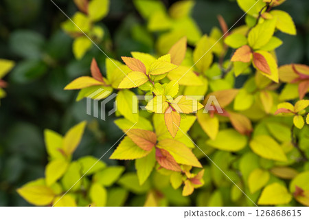 呈現春日綠意的葉子 呈現春日綠意的葉子 126868615