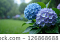 Hydrangea wet in the rain 126868688