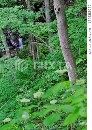 Forest on the Omankiyama mountain trail (Iinan Town, Iishi District) 126868952