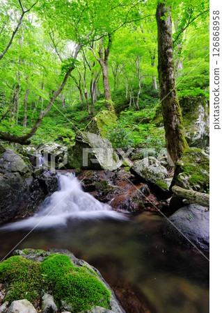 Forests and streams on the Omankiyama mountain trail (Iinan Town, Iishi District) 126868958