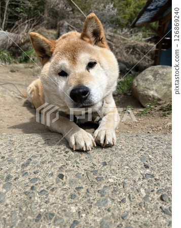 柴犬, 老狗, 老年犬, 狗 柴犬, 老狗, 老年犬, 狗 126869240