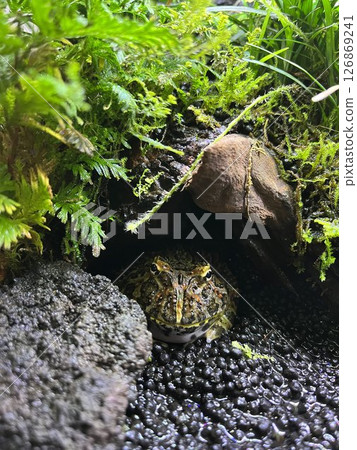 青蛙、鐘角蛙、角蛙、兩棲類、寵物、爬蟲類、動物觀察 126869241