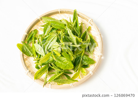 初夏發芽並採摘的第一批茶葉 初夏發芽並採摘的第一批茶葉 126869470