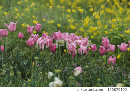 粉紅鬱金香在春天的田野裡盛開 126870103
