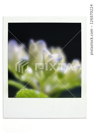 Hydrangea Polar style Hydrangea Polar style 126870224