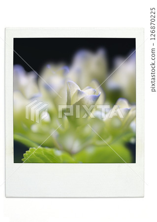Hydrangea Polar style Hydrangea Polar style 126870225