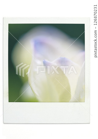 Hydrangea Polar style Hydrangea Polar style 126870231