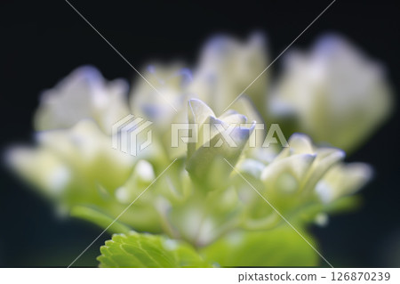 Hydrangea Hydrangea 126870239