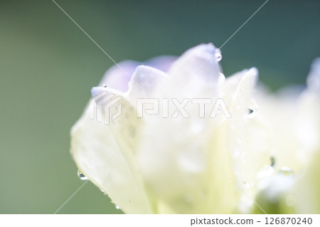 Hydrangea Hydrangea 126870240