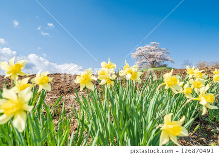 岩手縣八幡平市的一棵櫻花樹盛開 岩手縣八幡平市的一棵櫻花樹盛開 126870491