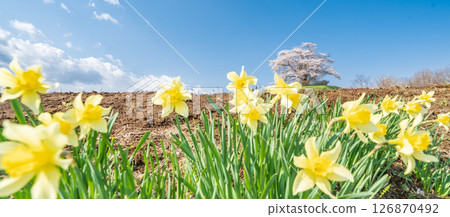 岩手縣八幡平市的一棵櫻花樹盛開 126870492